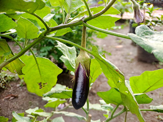 vibrant purple eggplant growing on a plant, showcasing the beauty of fresh produce and homegrown vegetables. Perfect for food photography, gardening blogs, and healthy living campaigns