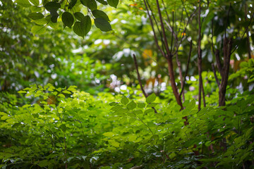 green leaves background