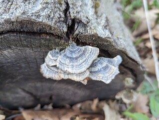Wild grown turkey tail mushrooms in the Iowa woodland look lines prairie sea shells. 