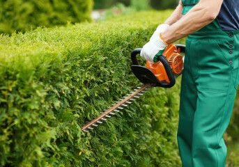 Obraz premium A gardener in green overalls using an orange hedge trimmer to shape dense vibrant green hedges