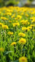 Obraz premium Field of yellow dandelions in a lush green meadow on a sunny day