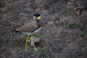 Wildlife of Madhya Pradesh