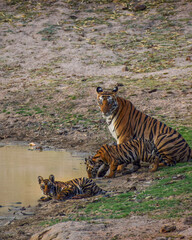 Wildlife of Madhya Pradesh