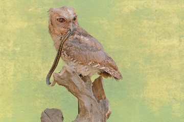 A Javan scops owl preys on a small snake. This nocturnal bird has the scientific name Otus lempiji.