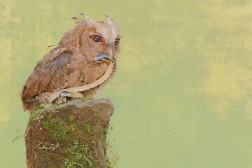 A Javan scops owl preys on a small snake. This nocturnal bird has the scientific name Otus lempiji.