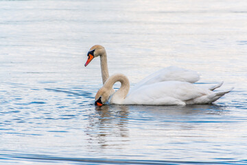 Two Graceful white Swans swimming in the lake, swans in the wild