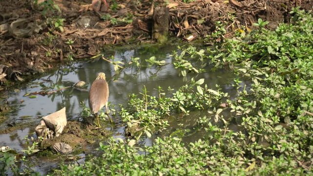 The Indian heron is a medium-sized, long-legged bird with a slender neck, sharp bill, and typically white or grey plumage, often found near water bodies.