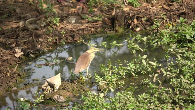 The Indian heron is a medium-sized, long-legged bird with a slender neck, sharp bill, and typically white or grey plumage, often found near water bodies.