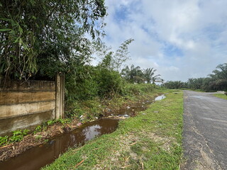 Tropical Plants, Bamboo Trees, and Trash-Littered Ditch Along the Asphalt Road