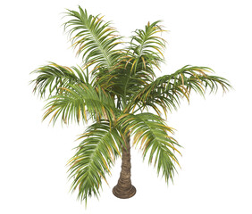 Tropical palm tree isolated on transparent background. single tall Barbel palm tree PNG with a slender, textured trunk and feathery green fronds. acanthophoenix rubra tree. palm tree leaves PNG.