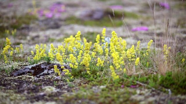 Beautiful wild flowers blooming on a summer day in Iceland.