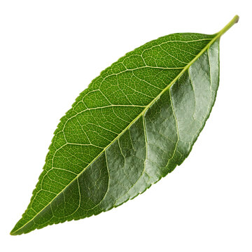 Fresh curry leaf isolated on transparent background