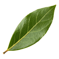 Bay leaf isolated on transparent background