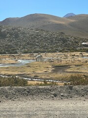 wild donkeys in Atacama chile