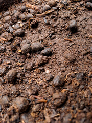 rich, dark soil teeming with organic matter, showcasing the life-giving properties of healthy earth. Perfect for gardening, environmental awareness