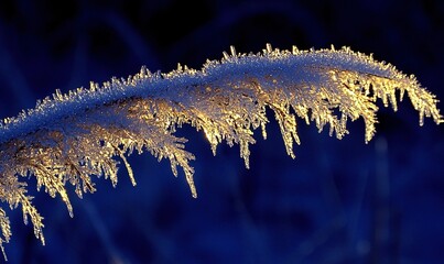 Frost-covered grass glistening in golden sunlight against a dark blue backdrop