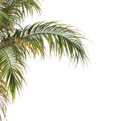 Tropical palm tree leaves isolated on transparent background. palm tree Leaves PNG. Barbel palm tree with a slender and feathery green fronds PNG. transparent palm tree PNG. Acanthophoenix rubra Plant