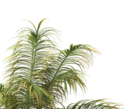 Tropical palm tree leaves isolated on transparent background. palm tree Leaves PNG. Barbel palm tree with a slender and feathery green fronds PNG. transparent palm tree PNG. Acanthophoenix rubra Plant