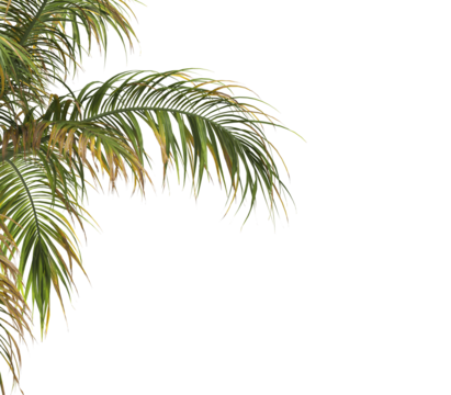 Tropical palm tree leaves isolated on transparent background. palm tree Leaves PNG. Barbel palm tree with a slender and feathery green fronds PNG. transparent palm tree PNG. Acanthophoenix rubra Plant