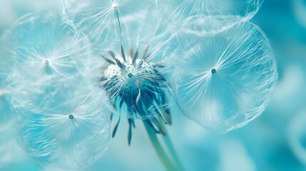 Delicate Dandelion Seed Head Close Up Shot