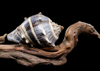 Melongena Shell on Driftwood black background