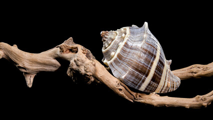 Melongena Shell on Driftwood black background