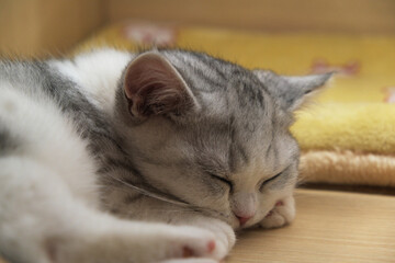 sleeping silver white munchkin cat close up