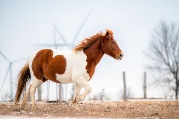 Obraz premium Trotting Horse in the field