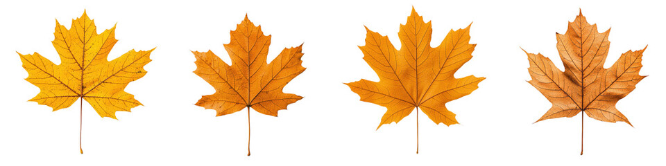 Fototapeta premium Stunning array of brightly colored maple leaves in shades of orange red and yellow showcasing the vibrant and captivating beauty of nature s autumn display