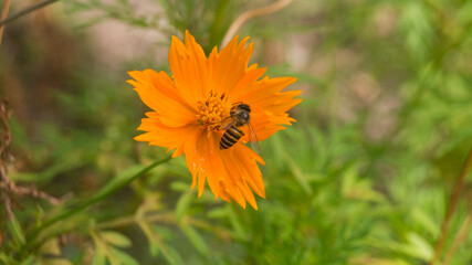 A photograph of a honey bee.