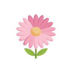  Pink daisy flower isolated flat vector illustration on white background