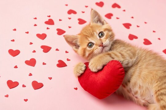Ginger kitten hugging toy red heart. Cute cat on pink background. Valentine's Day love concept. Banner, advertisement, billboard for animal shelter, veterinary clinic