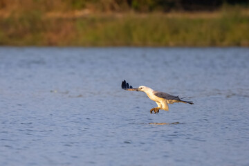 The White-bellied Fish-Eagle  hunt the fish in nature of Thailand