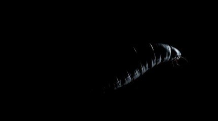 Dark insect silhouette on black background.