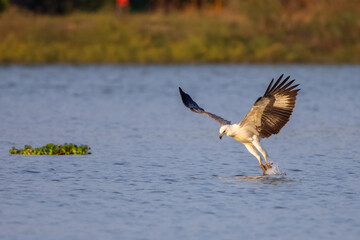 The White-bellied Fish-Eagle  hunt the fish in nature of Thailand