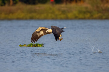 The White-bellied Fish-Eagle  hunt the fish in nature of Thailand