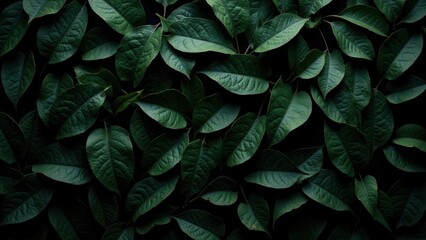 Obraz premium Close-up of diverse, dark green leaves; varied sizes and shapes create a natural mosaic, with some pointing to the top right. An organic tapestry captured in nature's whimsy
