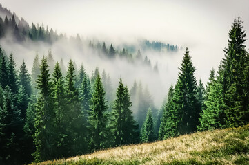 Fototapeta premium Dichter Nebel über einen Tannenwald