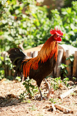 headshot of hybrid jungle fowl and domestic thai chicken standing on farm ground
