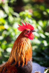 headshot of hybrid jungle fowl and domestic thai chicken standing on farm ground