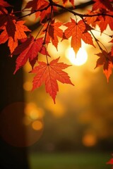 Fototapeta premium Golden light shining through the autumn leaves on an oak branch, autumn, fall