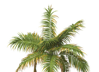 Fototapeta premium Tropical palm tree isolated on transparent background. single tall Barbel palm tree PNG with a slender, textured trunk and feathery green fronds. acanthophoenix rubra tree. palm tree leaves PNG.