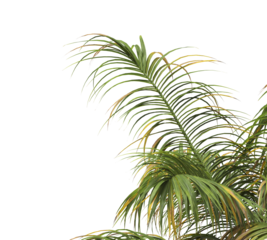 Tropical palm tree leaves isolated on transparent background. palm tree Leaves PNG. Barbel palm tree with a slender and feathery green fronds PNG. transparent palm tree PNG. Acanthophoenix rubra Plant