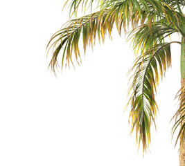 Fototapeta premium Tropical palm tree leaves isolated on transparent background. palm tree Leaves PNG. Barbel palm tree with a slender and feathery green fronds PNG. transparent palm tree PNG. Acanthophoenix rubra Plant
