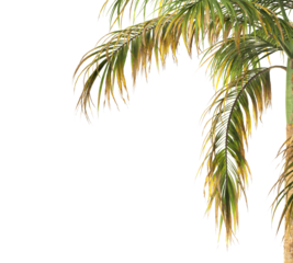 Tropical palm tree leaves isolated on transparent background. palm tree Leaves PNG. Barbel palm tree with a slender and feathery green fronds PNG. transparent palm tree PNG. Acanthophoenix rubra Plant