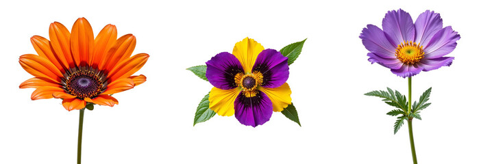 Orange Gazania and Bicolor Pansy