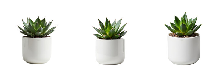 Small Succulents Arranged in Round Ceramic Pots