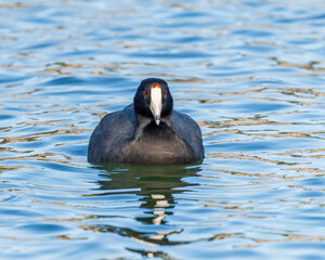 American Coot