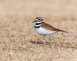 Killdeer