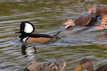 Male hooded merganser (Lophodytes cucullatus), a beautiful diving duck, on a pond in Sarasota, Florida